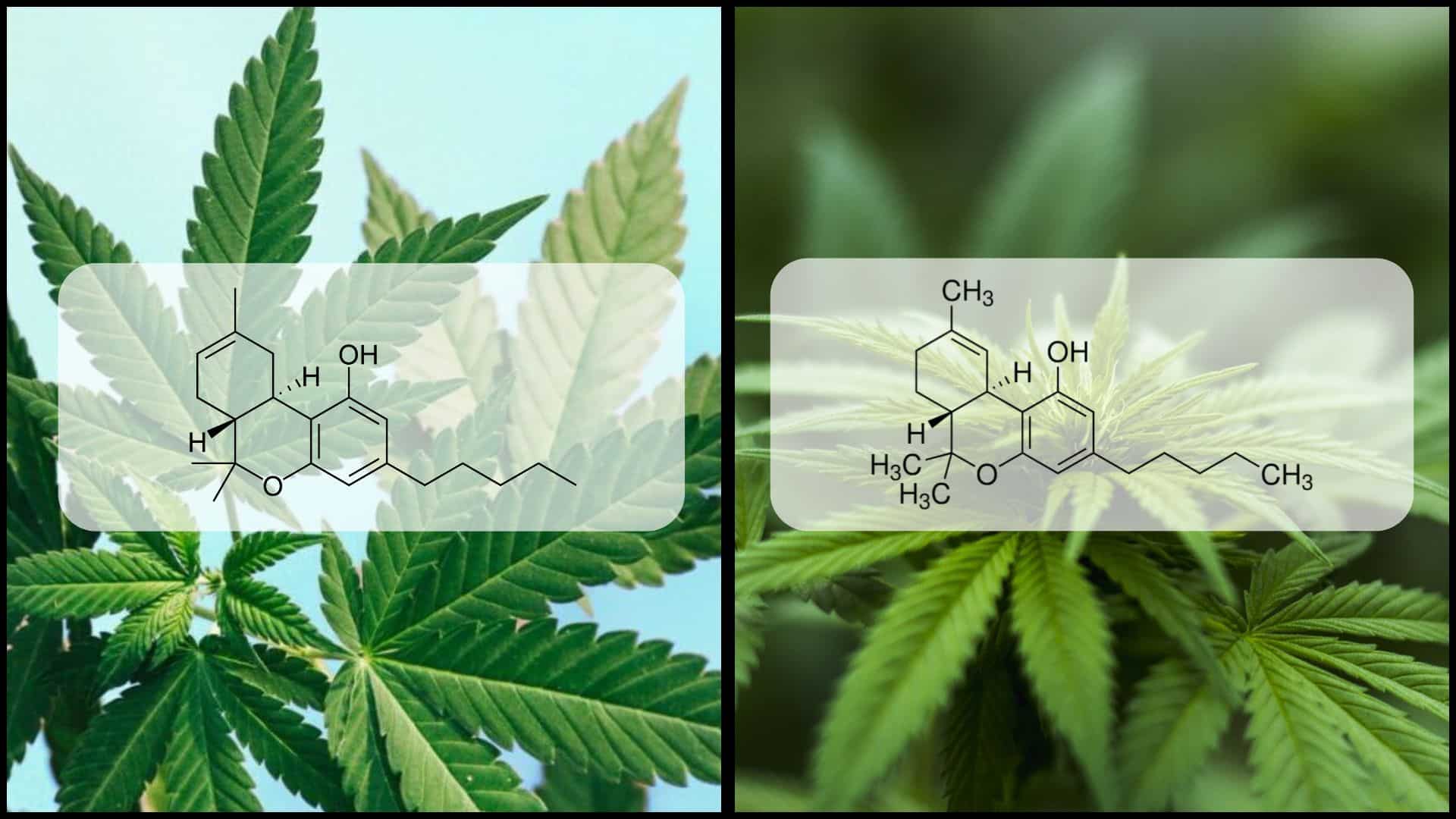 Chemical Differences Between Delta-8 and Delta-9