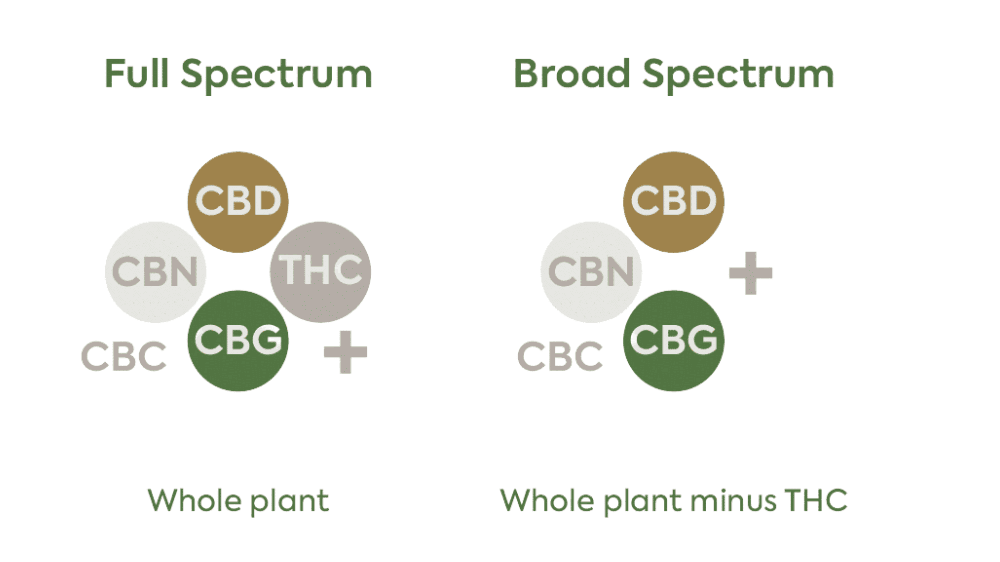 Full Spectrum vs Broad Spectrum CBD