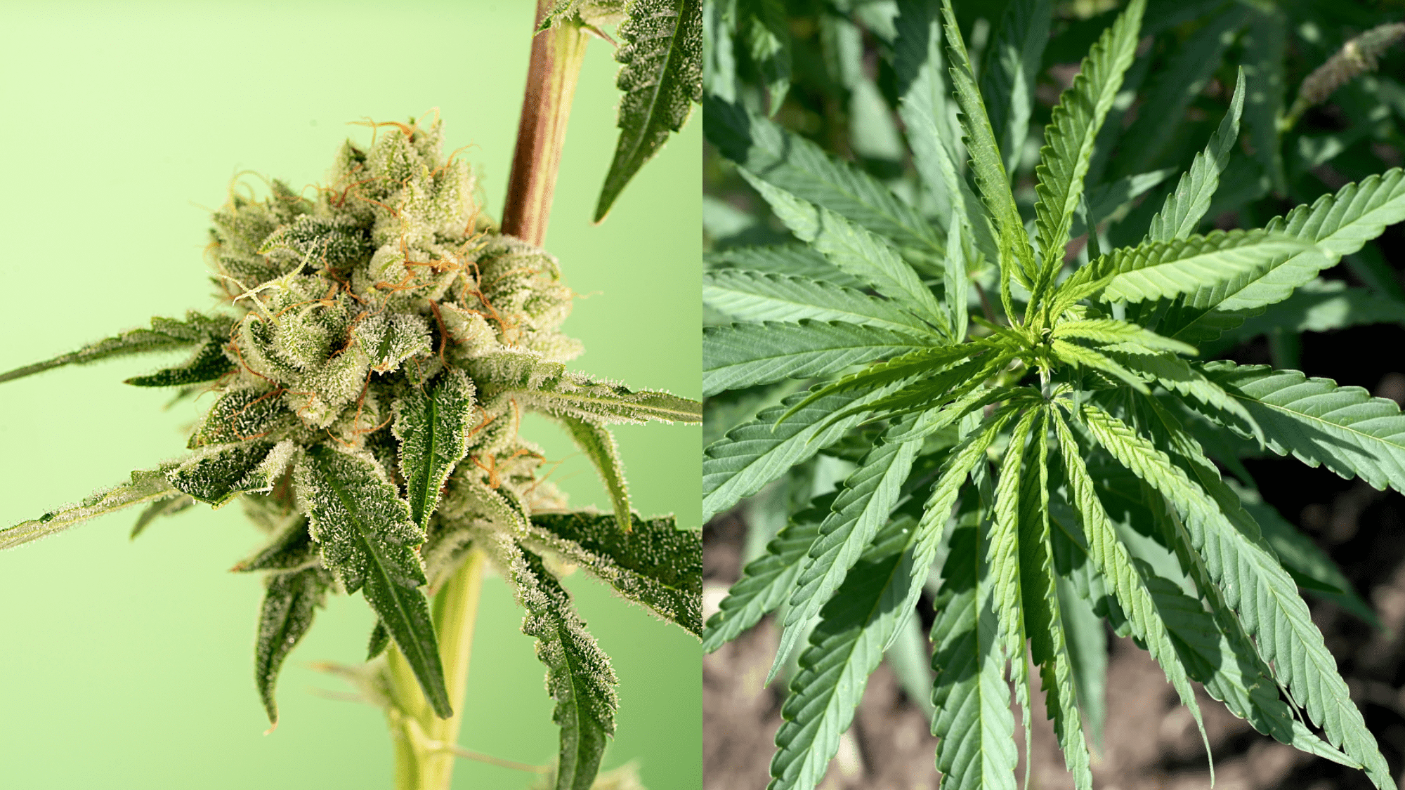 CBC-vs-CBD-Key-differences&-Comparison
