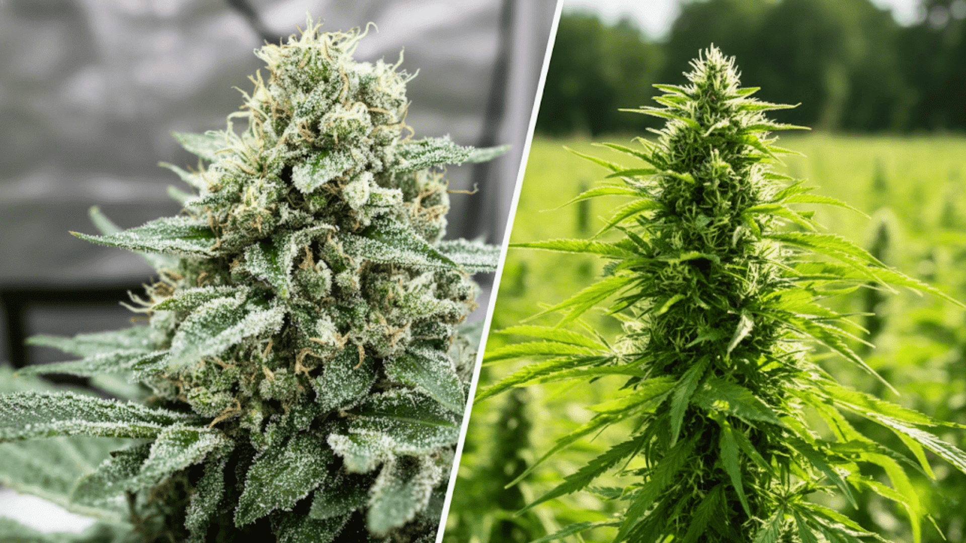 appearnace weed outdoor indoor