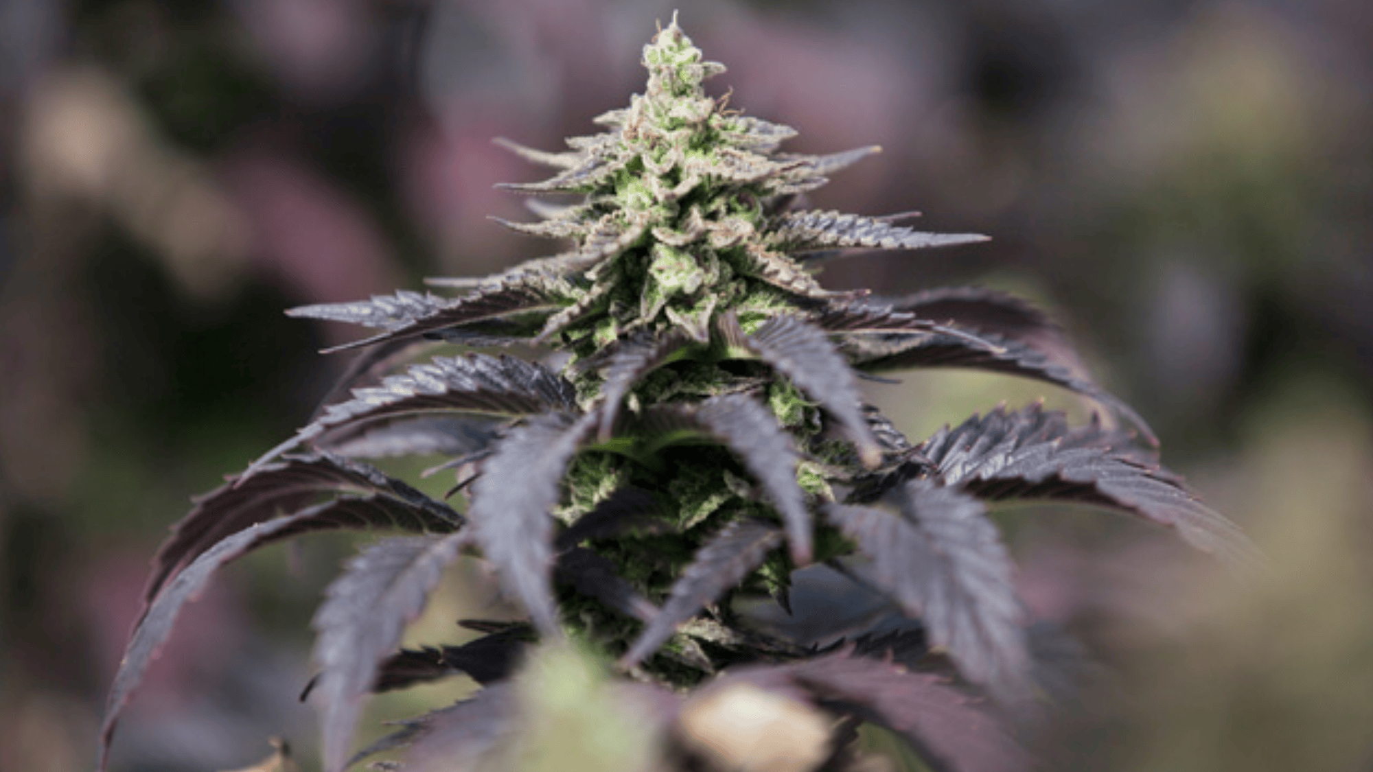 high cbd low thc strains perfect for beginners