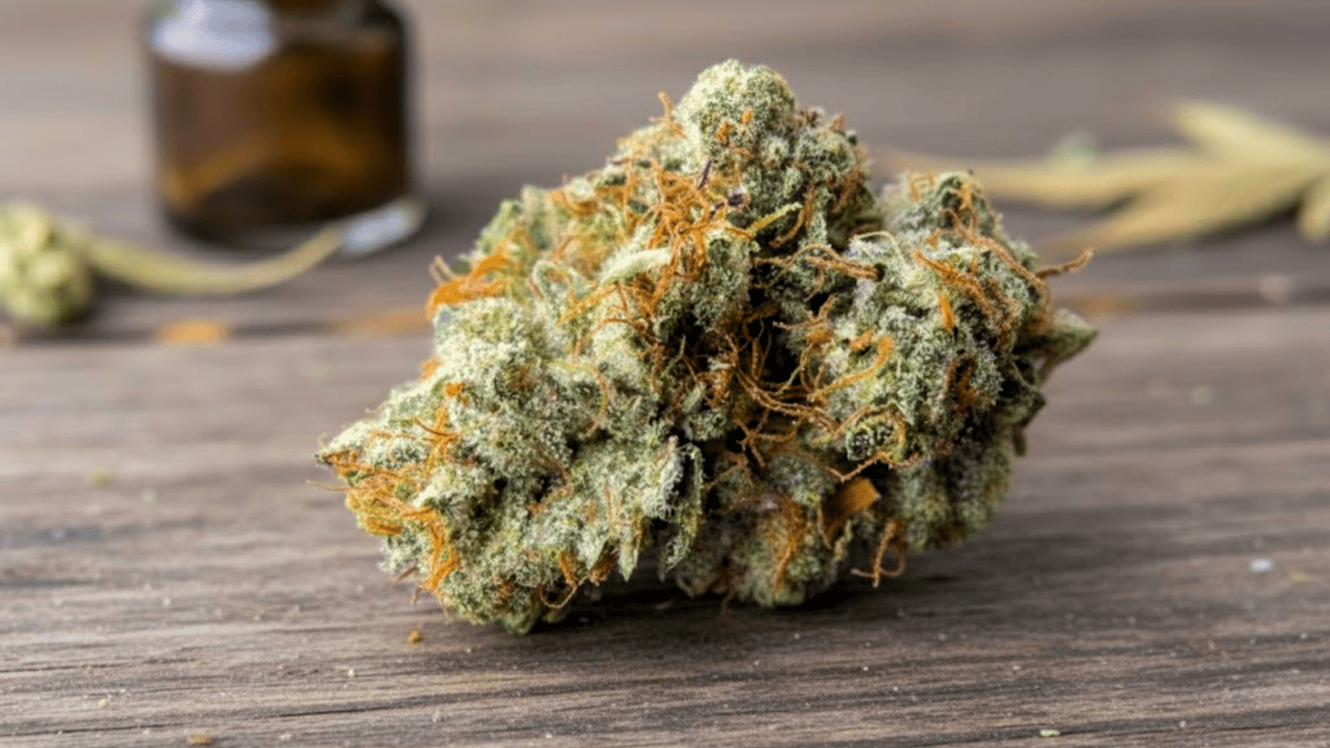 the candy cane strain