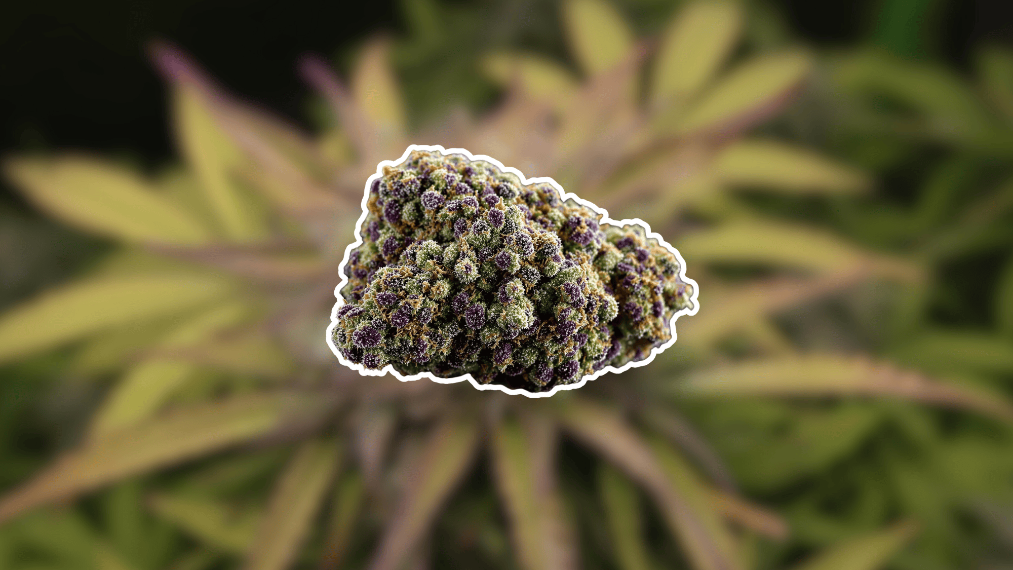 what does thca flower look and smell like