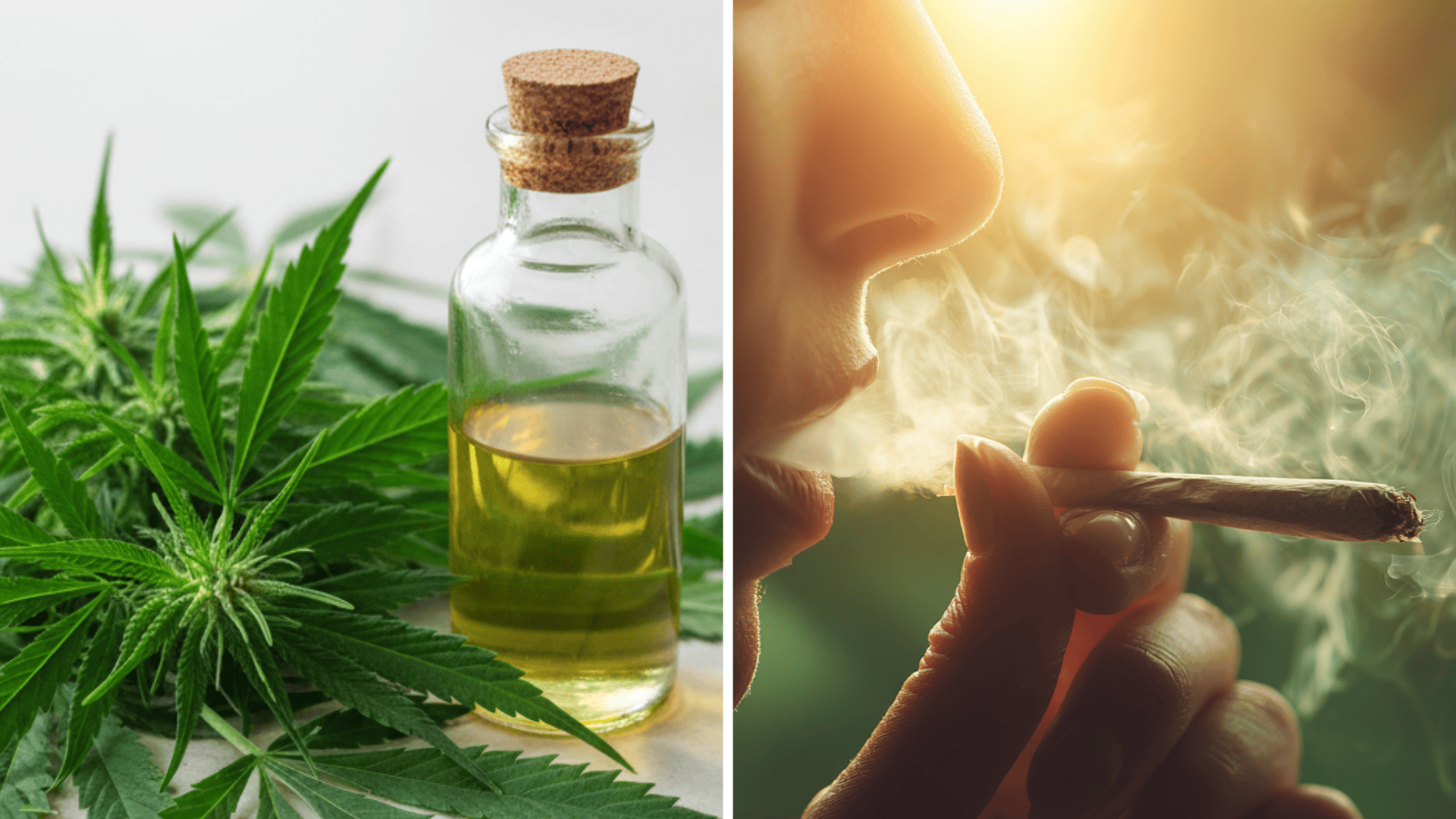 what is thca vs thc a clear comparison